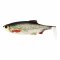 Westin - Ricky the Roach Shadtail 14cm 42g