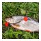 Zeck Fishing - DB Single Hook Size 2/0 & Treble Rig - Size 6