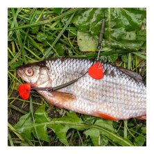 Zeck Fishing - DB Single Hook Size 2/0 & Treble Rig - Size 4